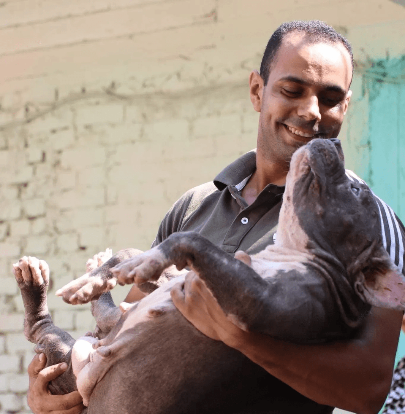 Rescued dogs receiving love and care - American Cairo Animal Rescue Foundation